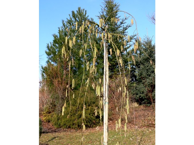 Corylus avellana 'Pendula' - líska obecná
