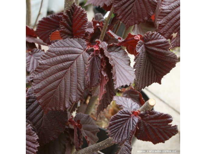 Corylus avellana 'Red Zeller' - líska obecná velkoplodá