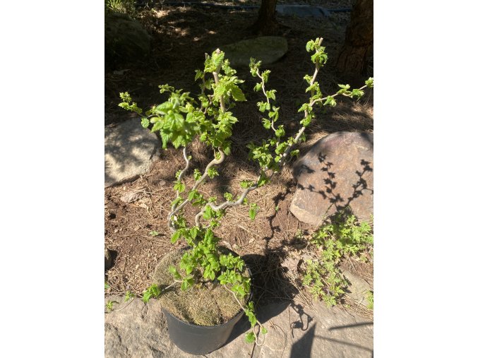 Corylus avellana 'Scooter' - líska obecná