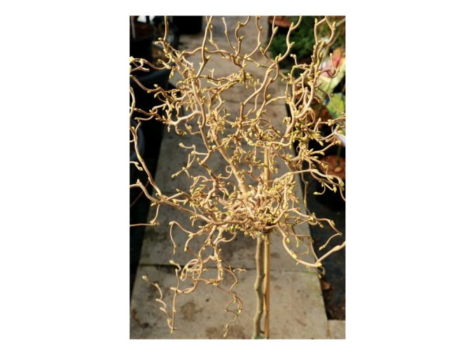 Corylus avellana 'Scooter' kmínek - líska obecná