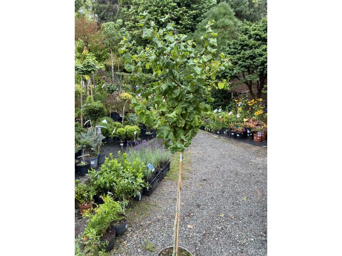 Corylus avellana 'Twister' kmínek - líska obecná