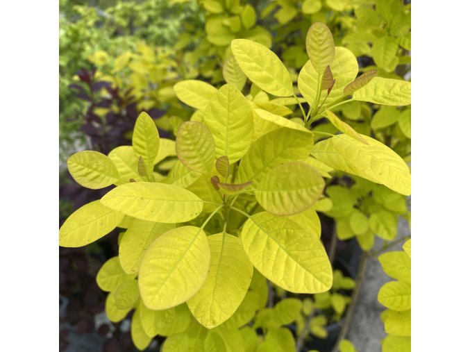 Cotinus coggygria 'Golden Spirit' ® - ruj vlasatá