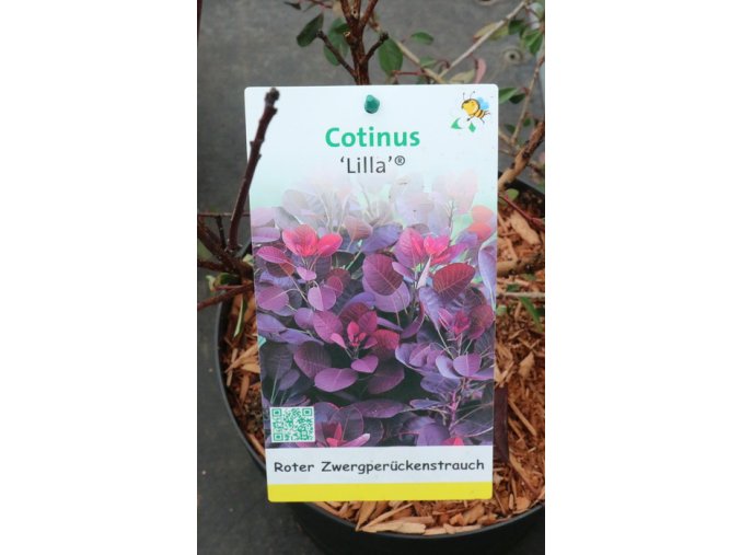 Cotinus coggygria 'Lilla'® - ruj vlasatá