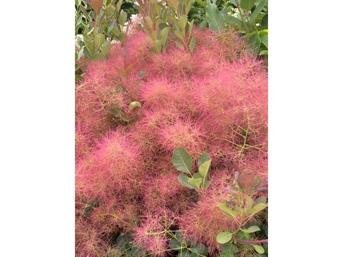 Cotinus coggygria 'Red Spirit' - ruj vlasatá