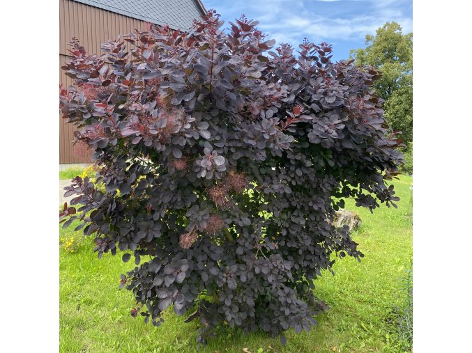 Cotinus coggygria 'Royal Purple' - ruj vlasatá