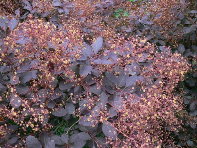 Cotinus coggygria 'Royal Purple' - ruj vlasatá