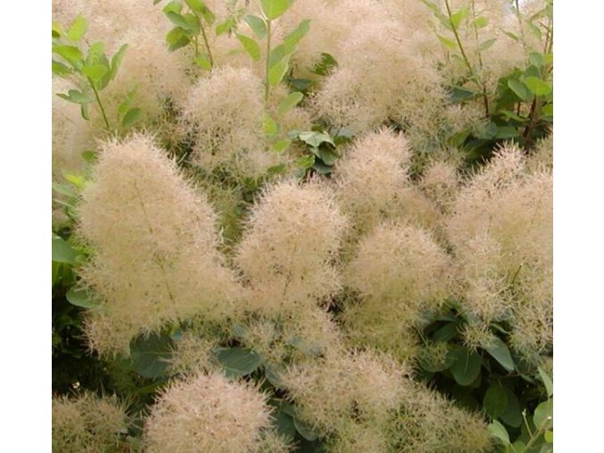 Cotinus coggygria 'Young Lady' ® - ruj vlasatá