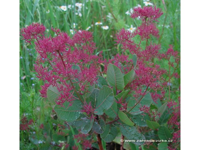 Cotinus cogygria 'Smokye Joe' ® - ruj vlasatá