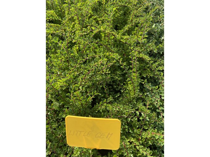 Cotoneaster adpressus 'Little Gem' - skalník přitisklý
