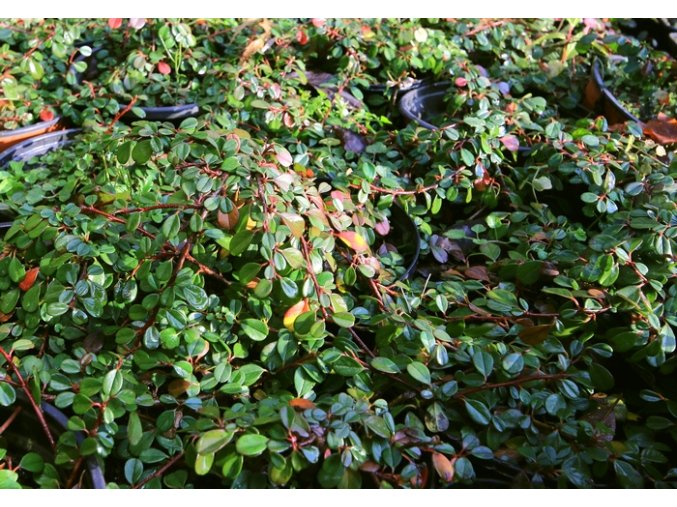 Cotoneaster microphyllus 'Schneider' - skalník drobnolistý