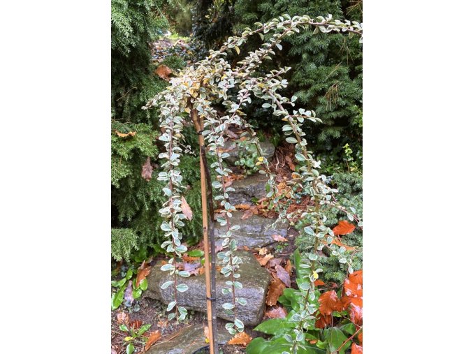 Cotoneaster suecicus 'Juliette' kmínek - skalník