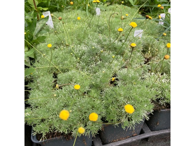 Cotula hispida - mechovec srstnatý