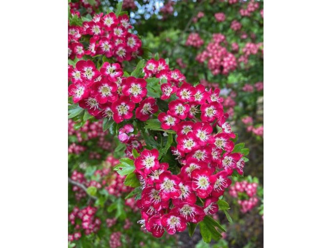 Crataegus laevigata 'Crimson Cloud' - hloh obecný