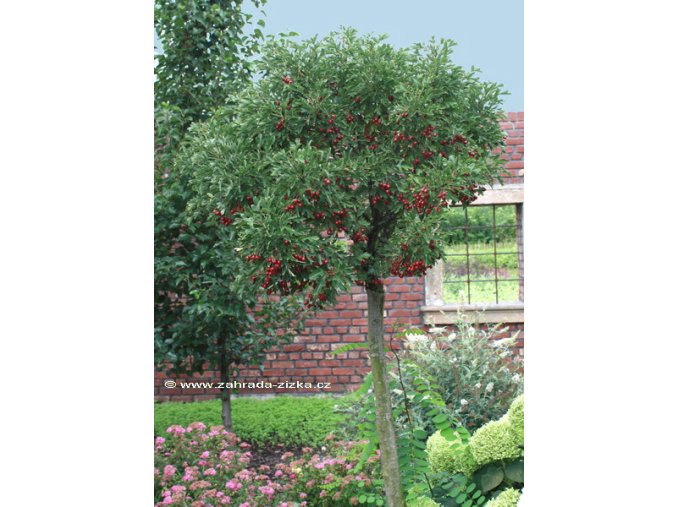 Crataegus monogyna 'Compacta' - hloh