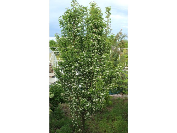 Crataegus monogyna 'Stricta' - hloh jednosemenný