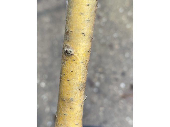 Crataegus monogyna 'Xanthoclada' - hloh jednosemenný