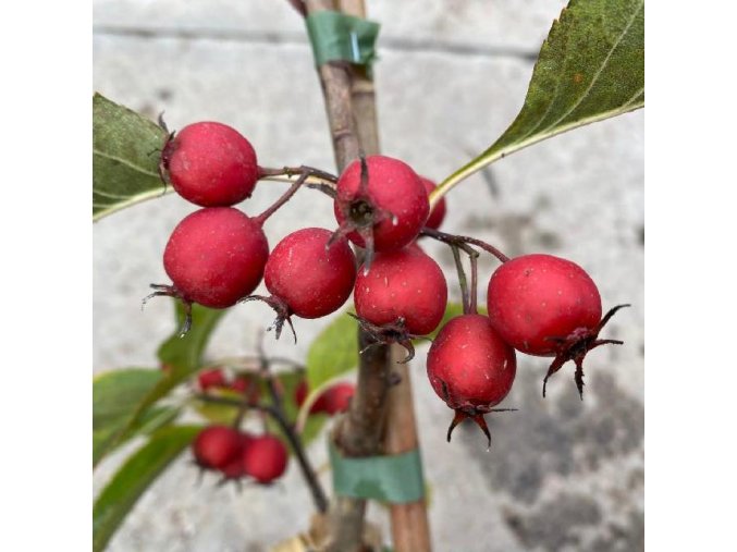 Crataegus persimilis - hloh slivoňolistý