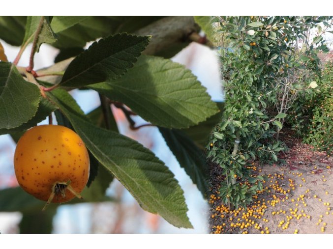 Crataegus punctata 'Aurea' - hloh tečkovaný
