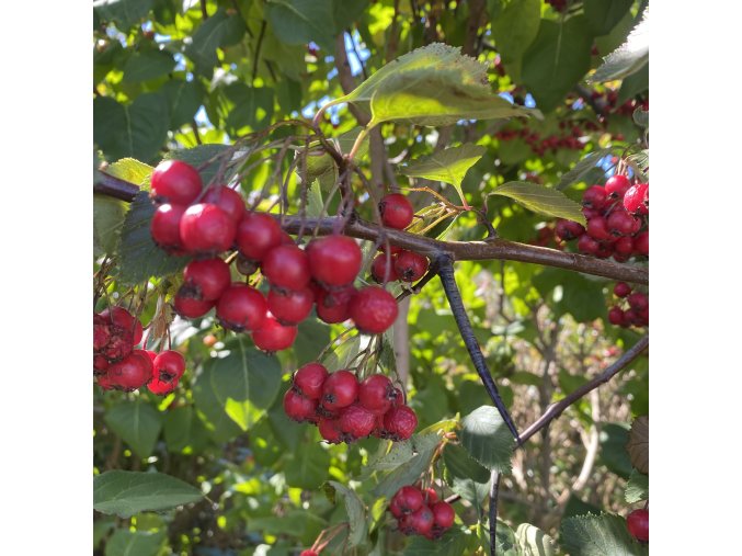 Crataegus succulenta 'Long Thorn' - hloh tlustotrnný