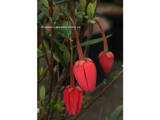 Crinodendron hookerianum - krinodendron