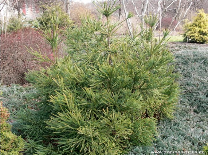 Cryptomeria japonica 'Araucarioides' - kryptomérie japonská