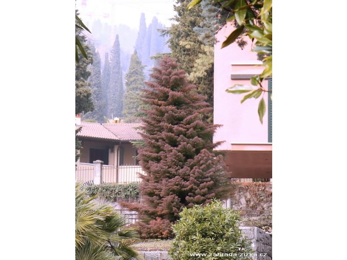 Cryptomeria japonica 'Elegans' - kryptomérie japonská