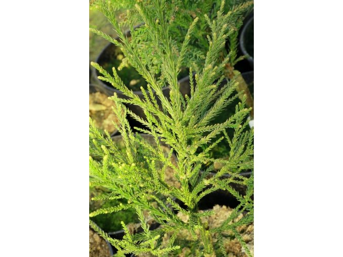 Cryptomeria japonica 'Gracilis' - kryptomérie japonská