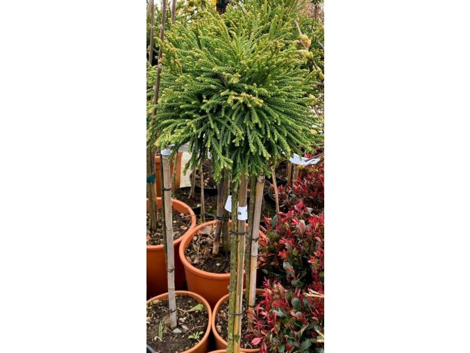 Cryptomeria japonica 'Little Diamond' kmínek - kryptomérie japonská