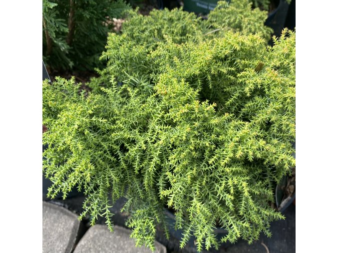 Cryptomeria japonica 'Twinkle Toes - kryptomérie japonská