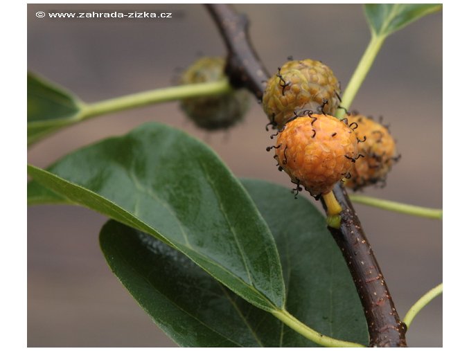 Cudrania tricuspidata - kudránie/ dužistopka sladká