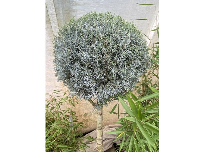 Cupressus arizonica 'Fastigiata' kmínek - cypřiš arizonský