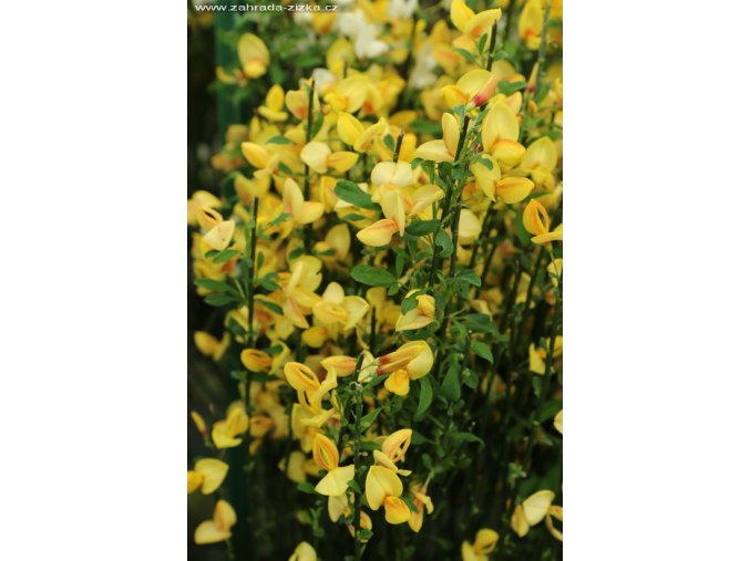 Cytisus 'Apricot Gem' - čilimník / janovec