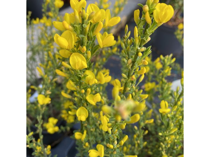Cytisus beanii 'Osiris' - Čilimník