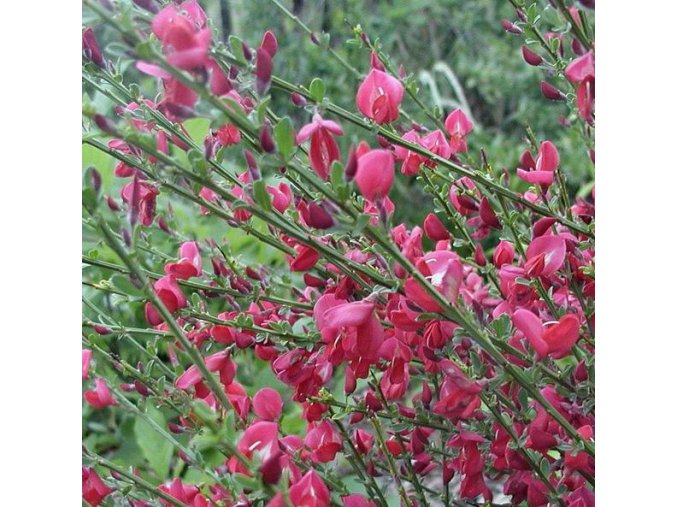 Cytisus 'Boskoop Ruby' - čilimník / janovec