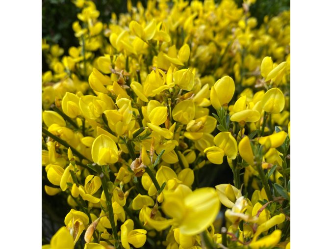 Cytisus praecox 'Allgold' - čilimník / janovec