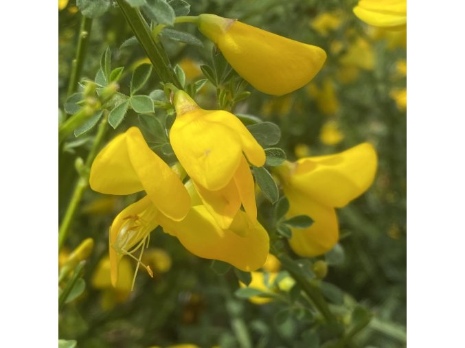 Cytisus scoparius - janovec metlatý