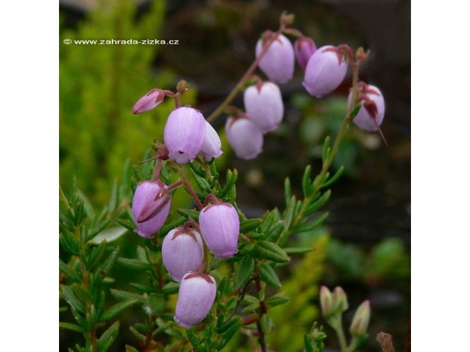 Daboecia cantabrica 'Espaňa' - dabécie kantabrijská / irský vřes