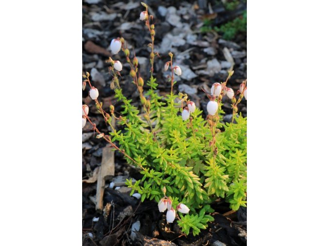 Daboecia cantabrica 'Sarah' - dabécie kantabrijská / irský vřes