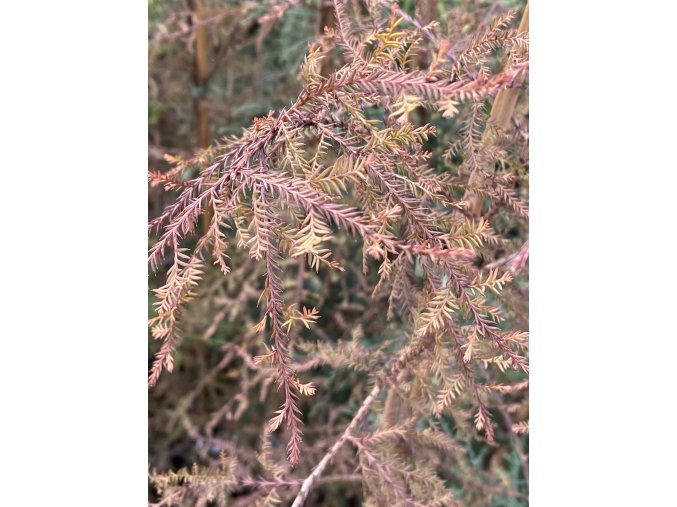 Dacrycarpus dacrydioides