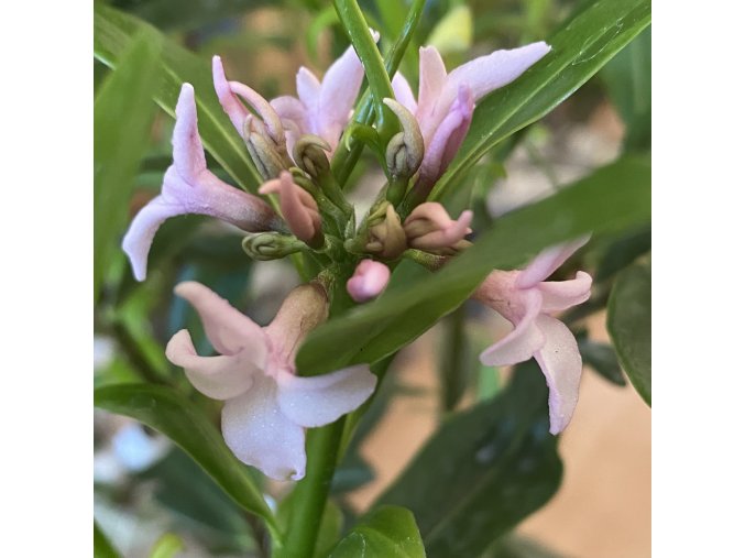Daphne odora 'Perfume Princess' - lýkovec