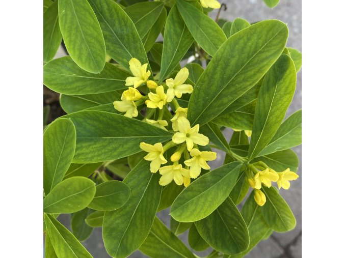 Daphne 'Royal Crown' - lýkovec