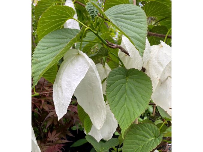 Davidia involucrata - davídie listenová
