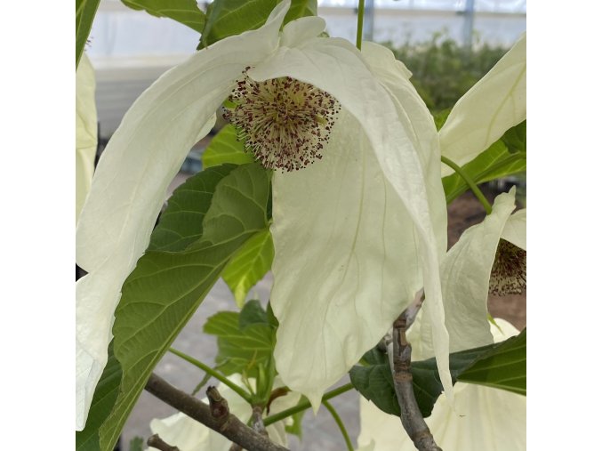 Davidia involucrata 'Sonoma' - davídie listenová