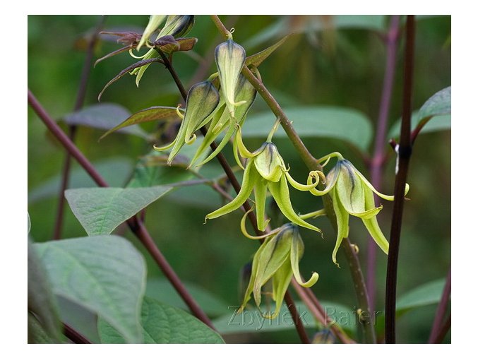 Decaisnea fargesii - dekaisnea Fagesova