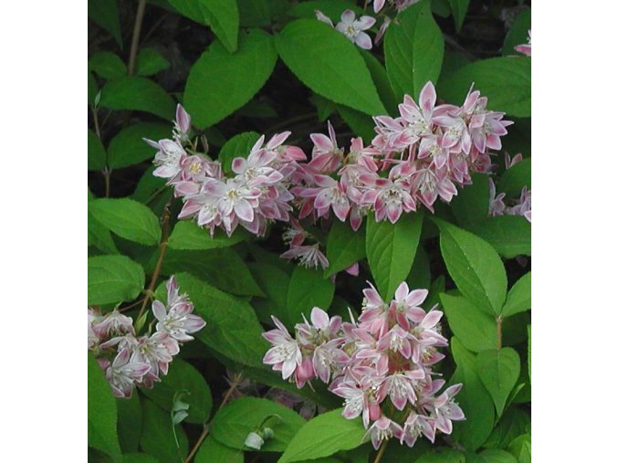 Deutzia x hybrida 'Magicien' - trojpuk