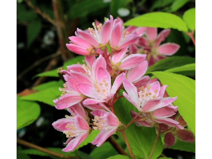 Deutzia x hybrida 'Strawberry Fields' - trojpuk