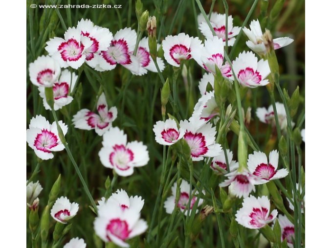 Dianthus deltoides 'Arctic Fire' - karafiát, hvozdík