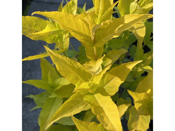 Diervilla 'Honeybee' - zanice