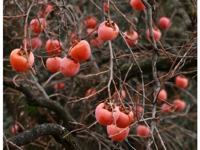 Diospyros hybr. 'Vaniglia' - tomel japonský, kaki