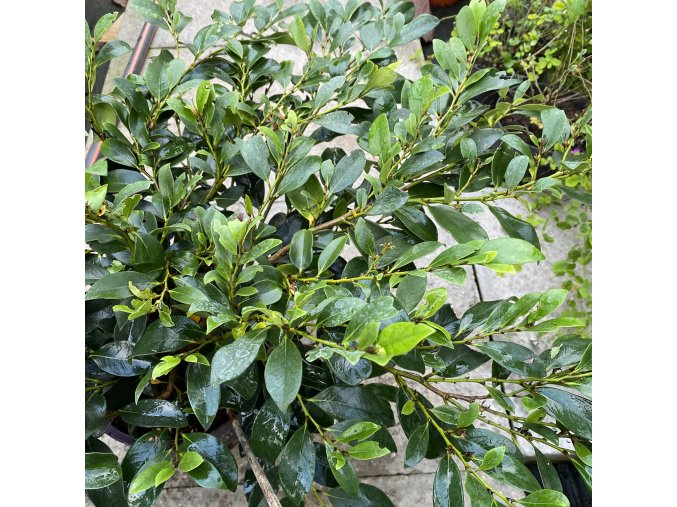 Distylium 'LINEBACKER'